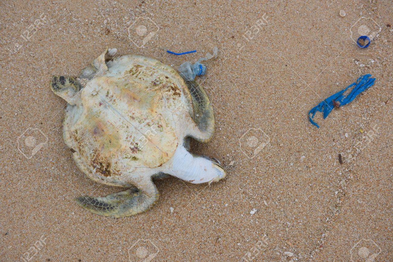 81116169-dead-turtle-with-ocean-plastic-garbage-on-the-beach.jpg