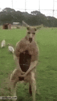 camera kangaroo GIF
