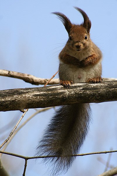 squirrel%2B4.jpg