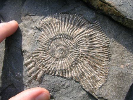 kimmeridge_fossil_20.jpg