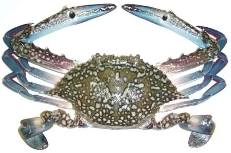 Blue-Swimmer-Crab.jpg