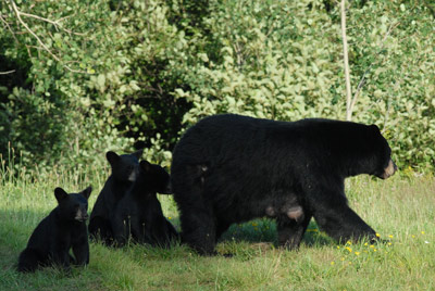 mother-cubs2.jpg