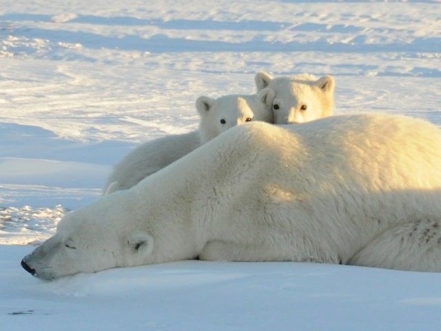 polar-bears-640x480.jpg