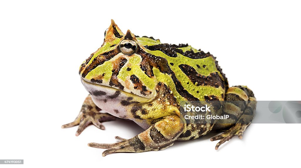 argentine-horned-frog-ceratophrys-ornata-isolated-on-white.jpg