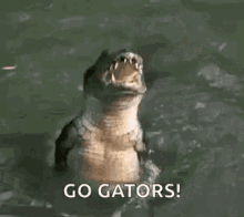 gator-alligator.gif