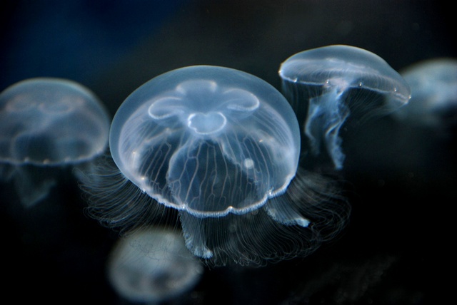 Moon+Jellyfish3.jpg