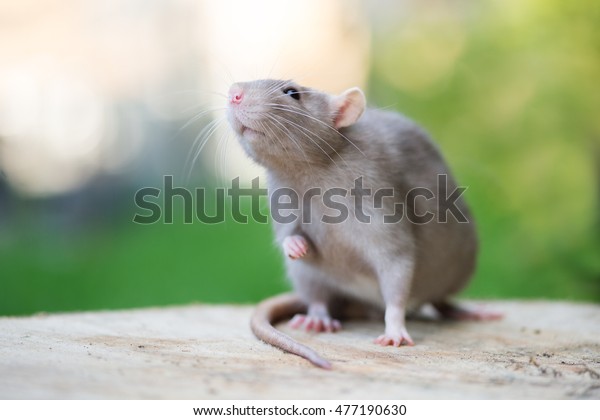 grey-rat-posing-outdoors-summer-600w-477190630.jpg