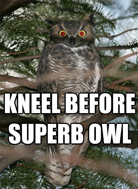 SuperbOwl.0000000000.jpg