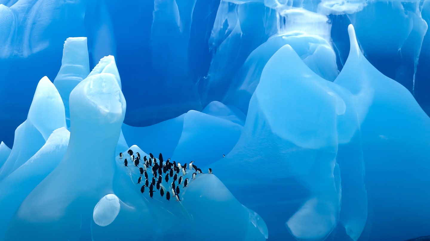 antarctica-scotia-sea-chinstrap-penguins-GettyImages-126249208.jpg