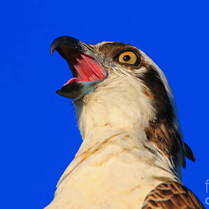osprey-yawn-craig-corwin.jpg