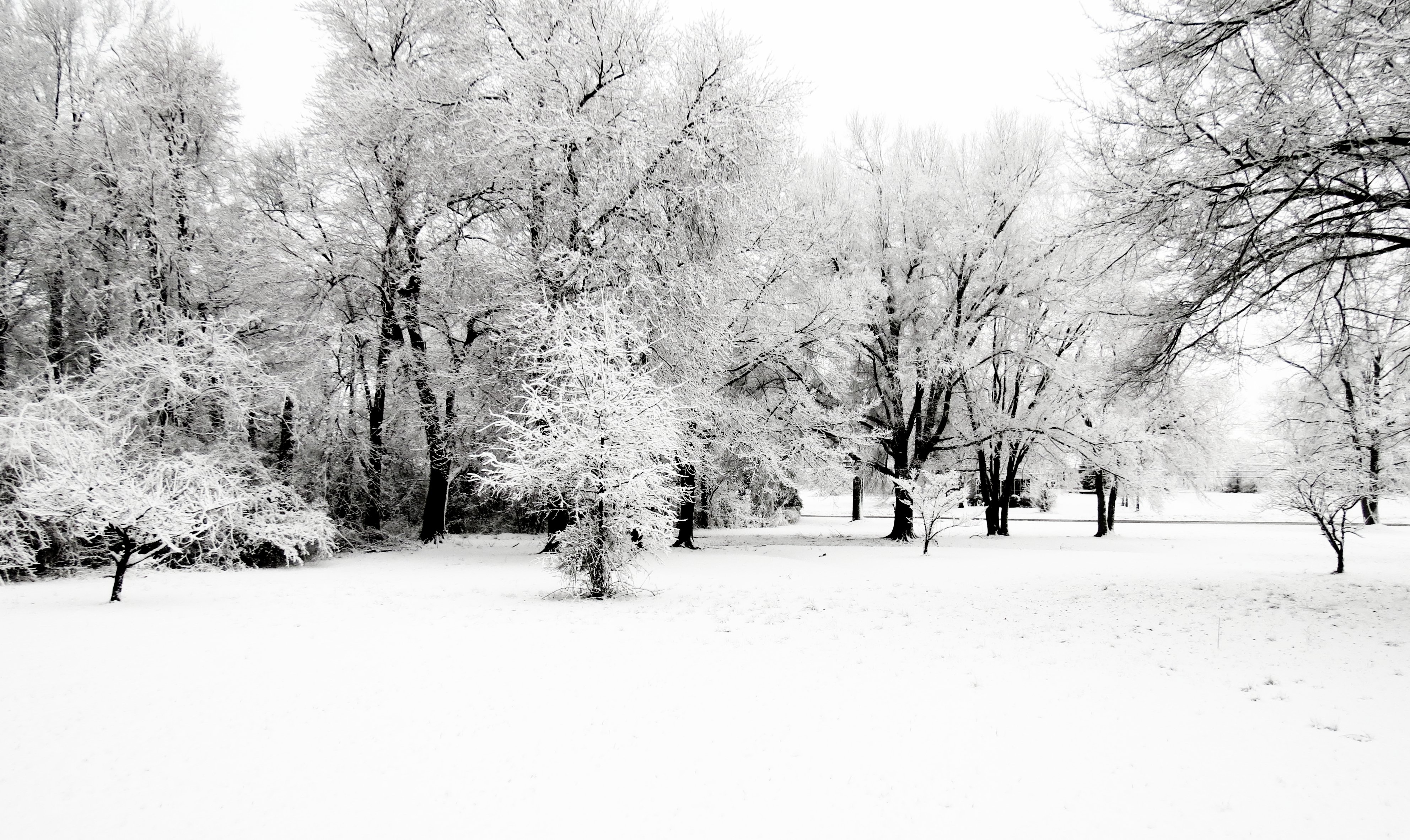 snow-backyard-2013.jpg