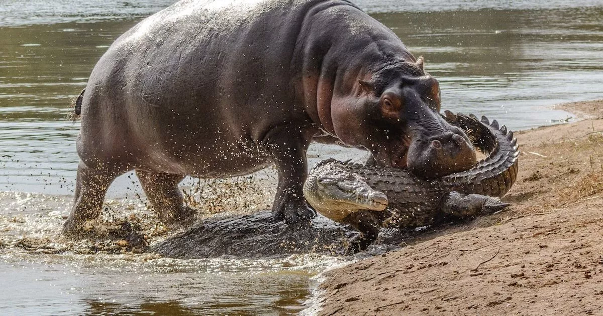 Hippo-attacks-crocodile.jpg