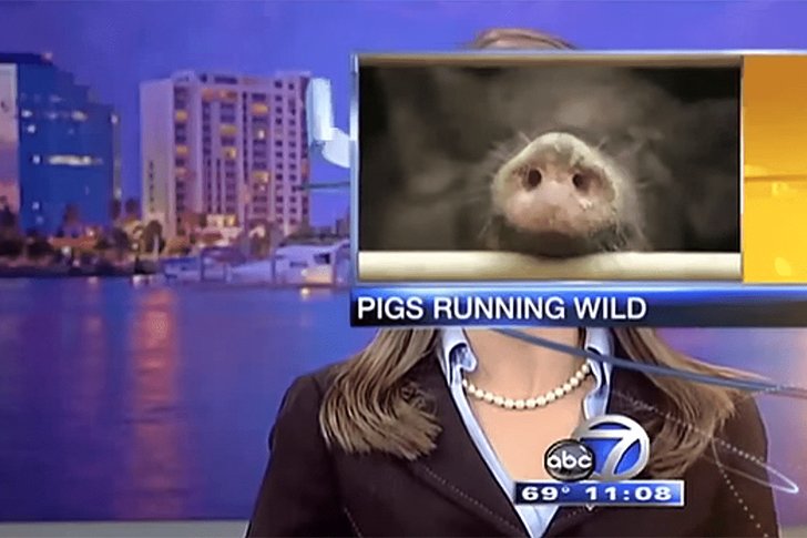 Pigs-Running-Rampant-News-Blooper.jpg