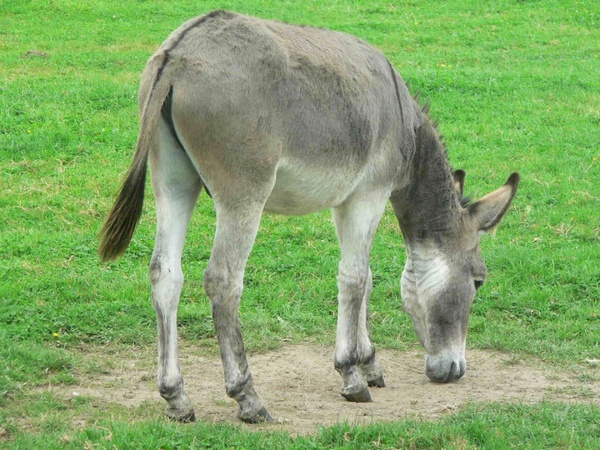 donkey_184051.jpg