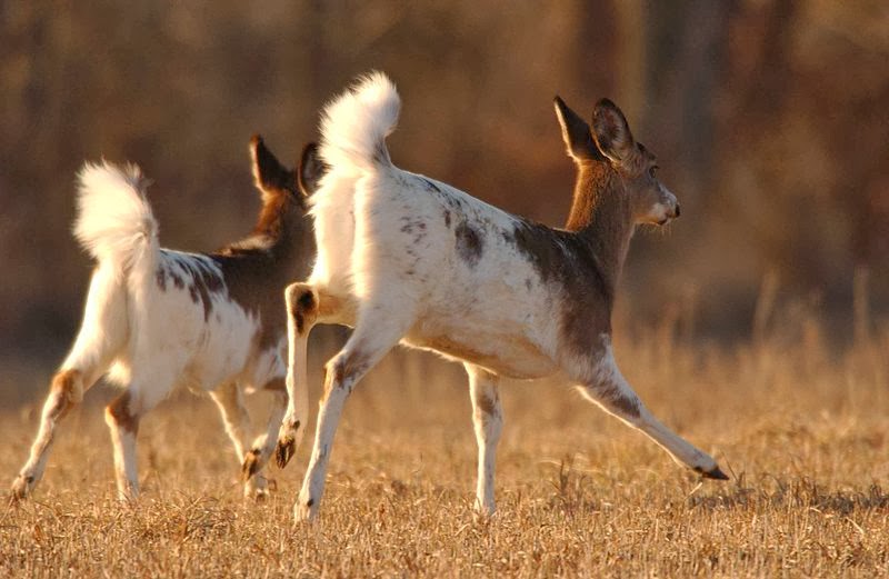 800px-Piebald_whitetail_deer_animals_mammals_odocoileus_virginianus.jpg