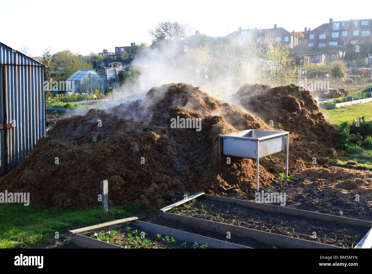 a-steaming-pile-of-horse-manure-on-an-allotment-BM5MYN.jpg