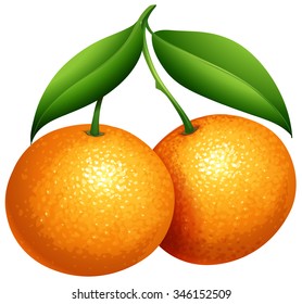 oranges-green-leaves-illustration-260nw-346152509.jpg