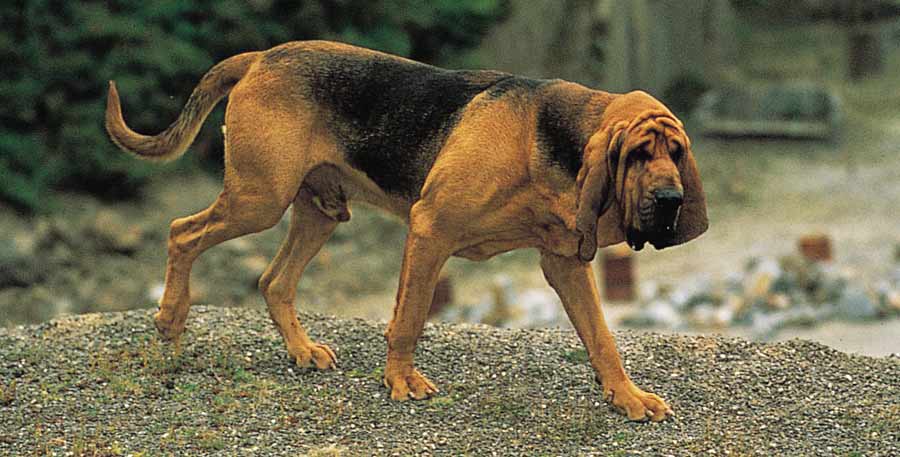 Bloodhound.jpg