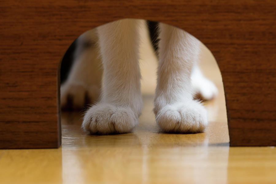 cats-paws-and-mouse-hole-.jpg