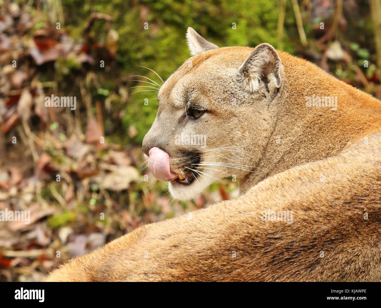 a-puma-licking-its-lips-while-considering-its-next-move-KJAWPE.jpg