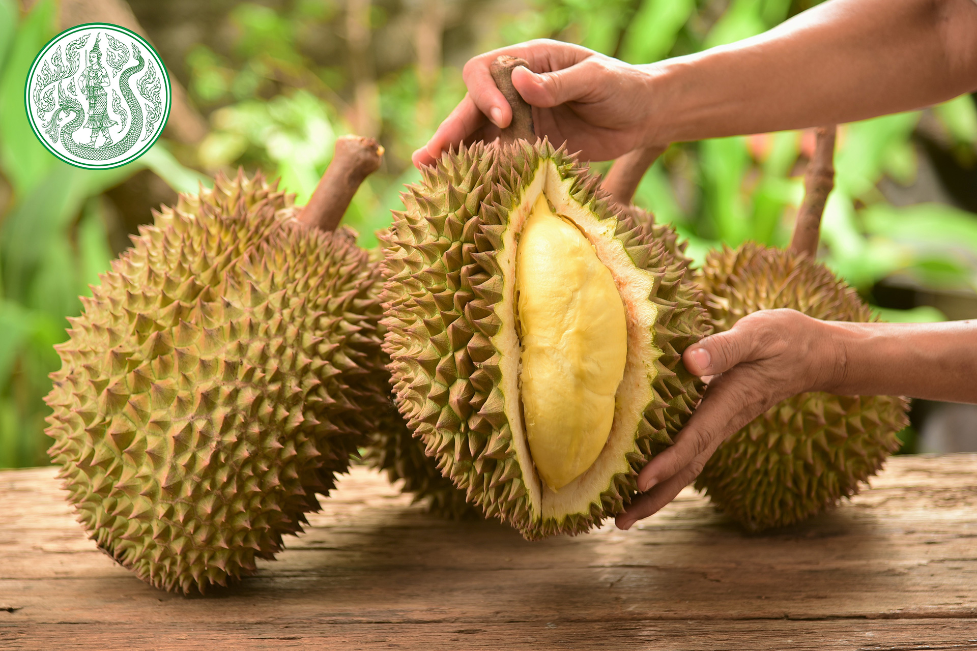 20200826-Thai-Durian-article_FeatImg00.jpg