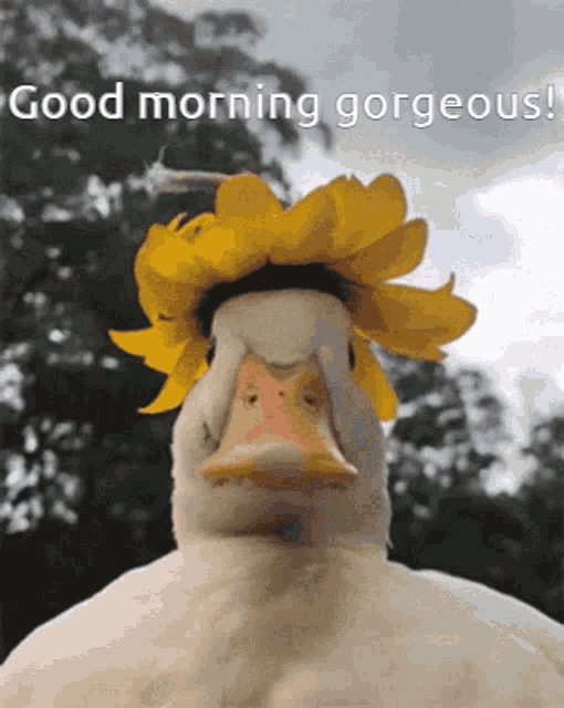 good-morning-ollie-good-morning-gorgeous.gif