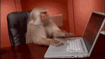 monkey-computer-not-working.gif