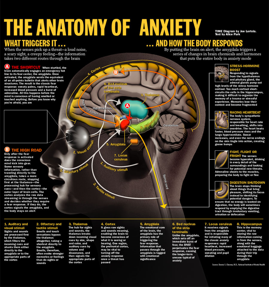 Anxiety and Brain | direct