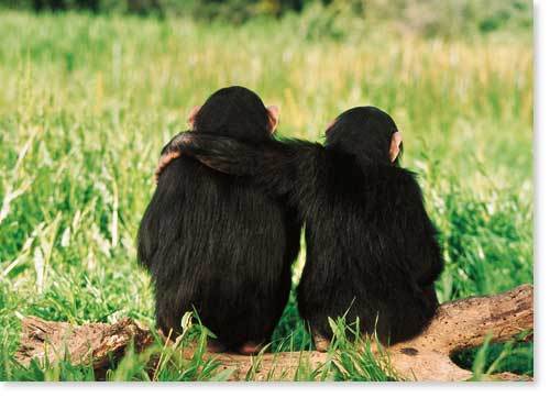 chimpanzee-affection.jpg