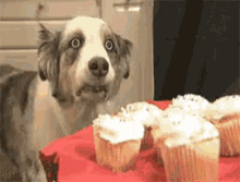 vietdog-cupcakes.gif