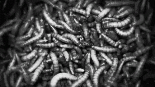 worms-creepy.gif
