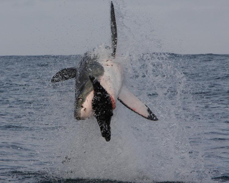 Great White Sharks breach to hunt -- with split-second timing they grab their prey in one swift snatch. Follow the whole breaching action in this slideshow.