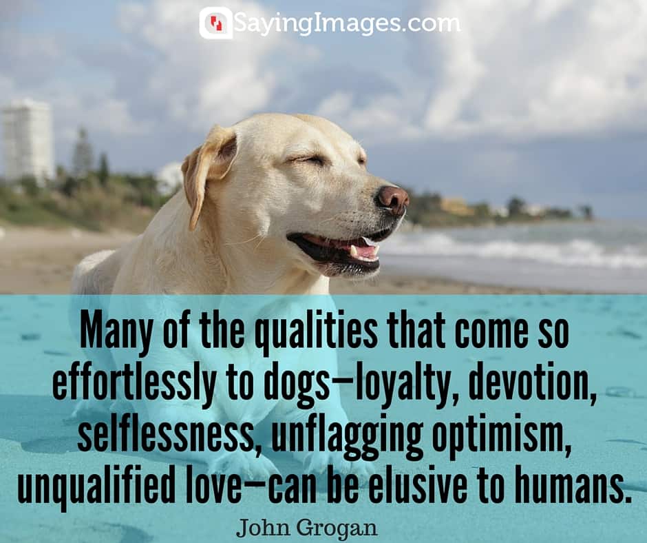 famous-dog-quotes.jpg
