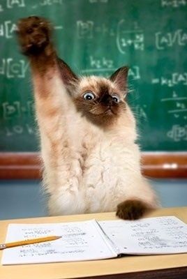 kitten-raising-paw-at-class.jpg