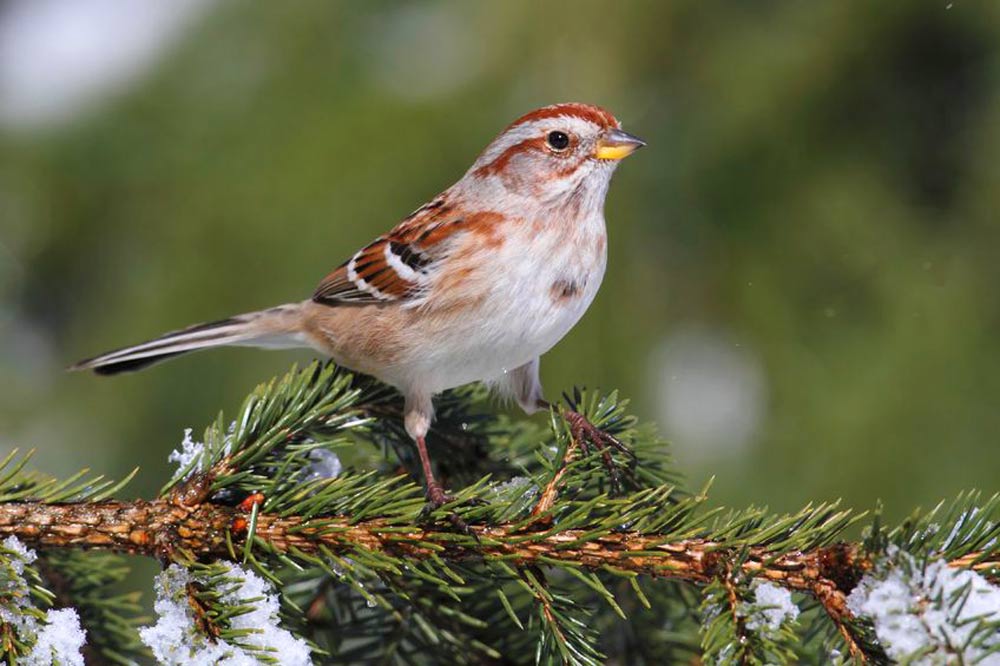 bird-on-tree-in-snow.jpg
