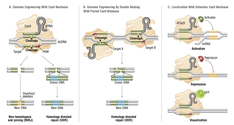 fa_cas9_fig2_cas9forgenomeediting.png